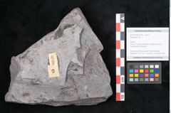 Foto (Objekt + Etikett) von Neuropteris sp.  (NHMW-GEO-2024-0188-10706)